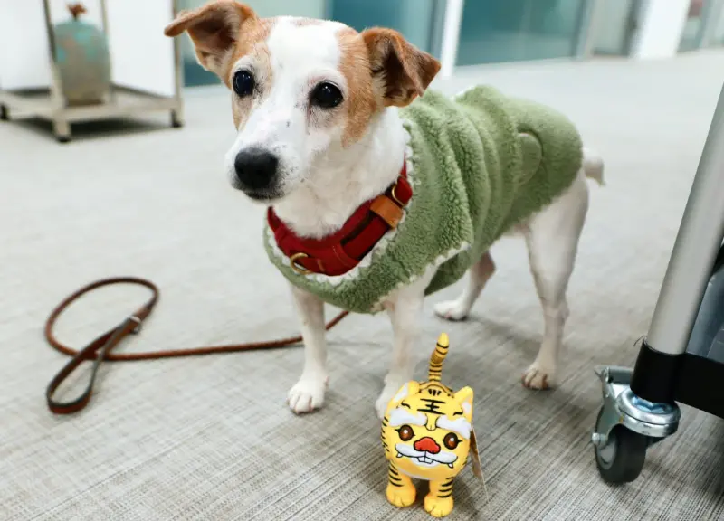 ▲蔡英文替樂樂掛上萌虎。(圖/蔡英文辦公室提供)