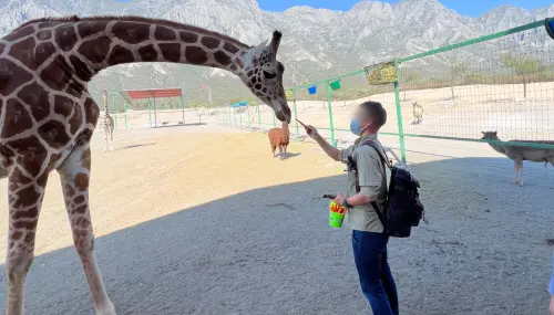 獨／六福村花1477萬進不了墨西哥長頸鹿　甩鍋提告貿易商結局反轉
