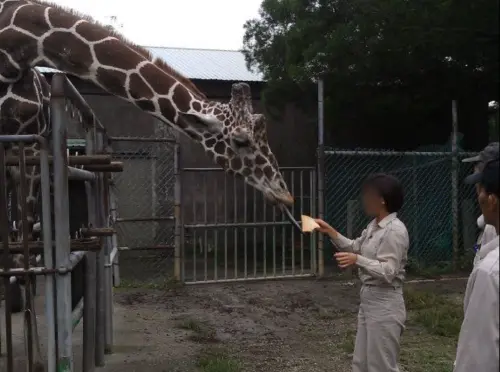 ▲六福村2021年計畫從國外輸入長頸鹿，與長期合作的動物貿易商宸禧園簽約，委外代辦申請案。（圖／翻攝臉書）