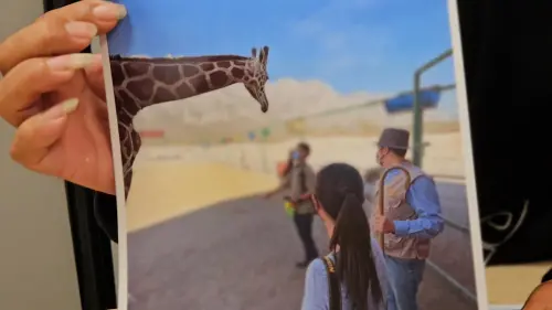 ▲六福村與宸禧園原本對於從墨西哥輸入3隻長頸鹿頗有把握，卻因為申請案審查期間發生明星長頸鹿「布丁妹」病死事件而產生變數。（圖／記者劉松霖攝）