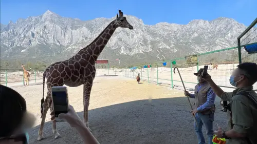 ▲墨西哥長頸鹿輸入案駁回的審查意見中，11項應改善事項有2項運輸事宜與宸禧園有關，其餘9項提及飼養處所、醫療照護、教育學術研究計畫，都是六福村單方應改善事項。（圖／宸禧園貿易提供）