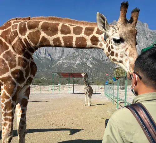▲六福村簽約委託宸禧園進口長頸鹿，原本要從南非，後來挑上墨西哥人工繁育的長頸鹿，比較親人、也比較聽話。（圖／宸禧園貿易提供）