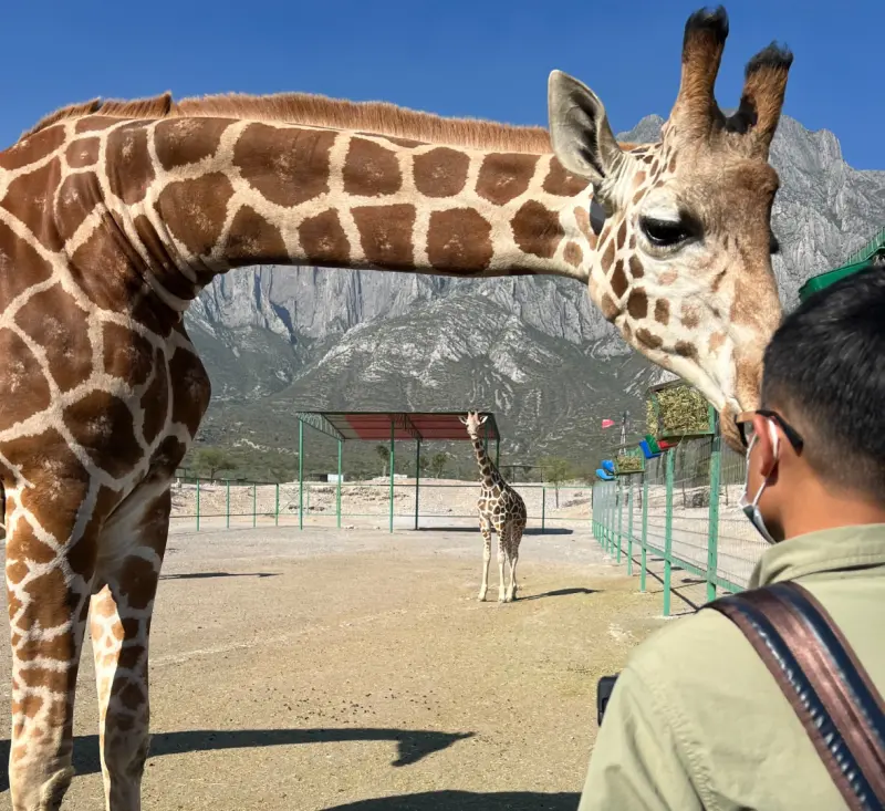    ▲六福村簽約委託宸禧園進口長頸鹿，原本要從南非，後來挑上墨西哥人工繁育的長頸鹿，比較親人、也比較聽話。（圖／宸禧園貿易提供）  