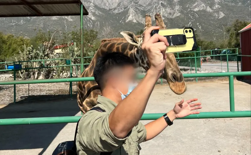    ▲六福村當初為輸入3隻長頸鹿派動物經理飛往墨西哥，莊承璋感嘆他和六福村應該是盟友一起為進口案努力，沒料到會被告。（圖／宸禧園貿易提供）  