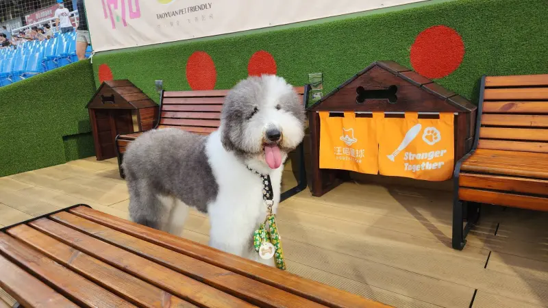 ▲桃園市為毛寶貝量身打造「寵物友善城市」，全市已建置30座寵物友善公園，數量居全國之冠。（圖／桃市府農業局）