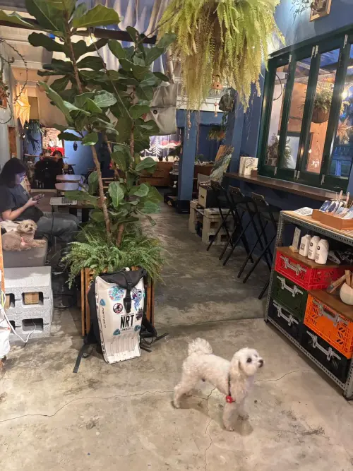 ▲迎接新年假期，桃園市盤點各行政區適合攜帶寵物前往的公園綠地、休憩場域及寵物友善店家。（圖／桃市府農業局）