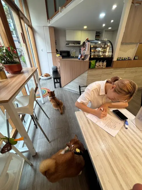 ▲動保處表示，除戶外空間外，桃園市內寵物友善餐飲風氣亦逐漸成形，部分業者在落實清潔與管理規範下，開放飼主攜帶寵物入內或於指定區域活動。（圖／桃市府農業局）