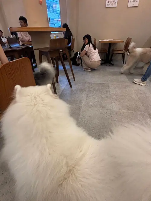 ▲桃園市寵物友善公園及友善空間相關資訊，可至「桃園市政府動物保護處官網」查詢。（圖／桃市府農業局）