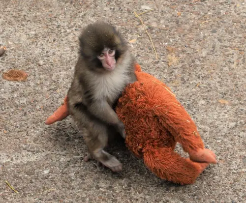 把娃娃當媽媽！日本小猴Punchi君建立「猴友誼」IKEA暖心贈禮
