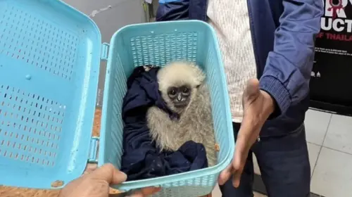 泰國蘇凡納布機場查獲走私案件　印度男行李箱帶15隻長臂猿與龜類
