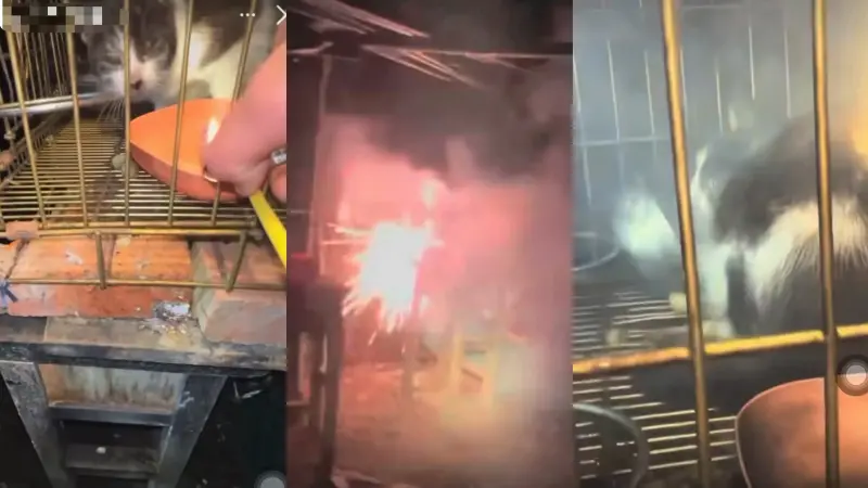 ▲新竹某國中男學生將「沖天炮炸貓」畫面PO上IG限時動態。（圖／翻攝Threads）