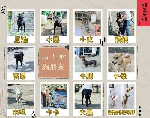 ▲蔡英文介紹山上10隻狗朋友，過年期間更不忘大家送上零食加菜。（圖／蔡英文辦公室提供）