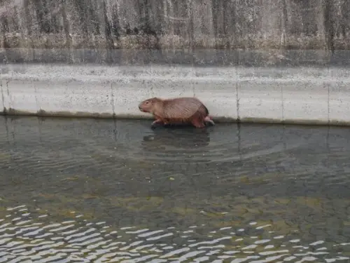動物也出來走春！雲林虎尾水道水豚逛大街　網笑：回娘家改走水路

