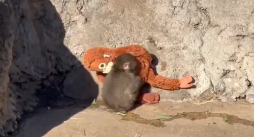 日本小猴Panchi被拖行尖叫網心疼！緊抱IKEA玩偶全球爆紅缺貨
