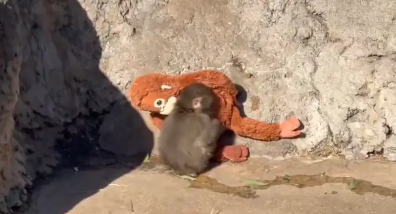    ▲日本千葉縣市川市動物園的小猴子Panchi（パンチ）不管在哪都要帶著一隻猴子娃娃，吸引網友關注。（圖／翻攝自Ｘ）  
