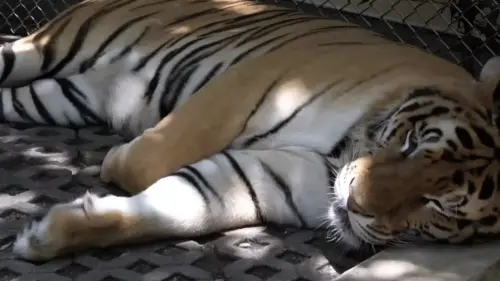 清邁虎園爆72虎集體暴斃　貓細小病毒釀史上最慘重疫情
