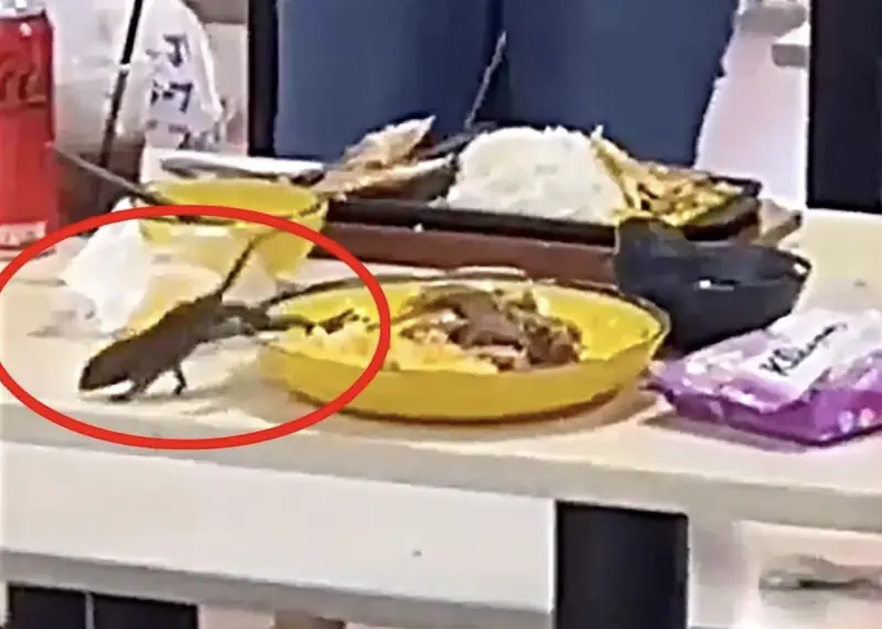 ▲新加坡幸運商業中心地下一樓美食廣場驚傳老鼠從天花板墜落、直接掉入用餐客人餐盤的離奇事件，相關影片在網路上引發大量討論，食品局已介入調查。（圖／翻攝自聯合早報）
