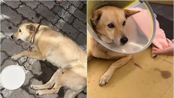 酒後失控拿狗出氣!北港醉男5樓怒丟愛犬 全身骨折肝臟破裂