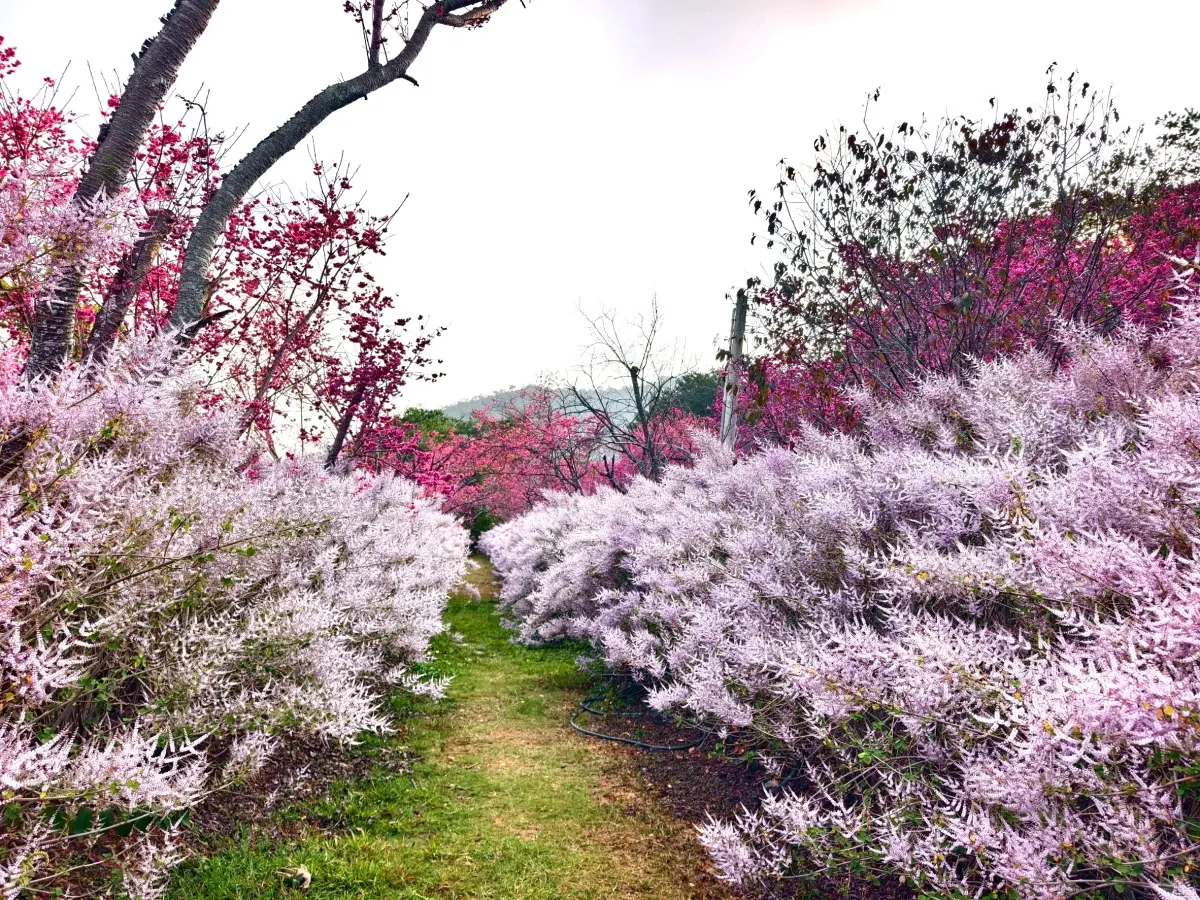 ▲台中新社區櫻花鳥森林櫻花盛開，與今年新登場長達200公尺的的麝香木花道浪漫輝映。（圖／業者提供）