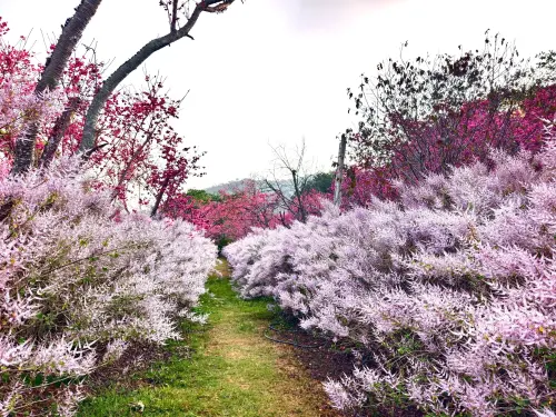 新社櫻花鳥森林粉紫爆擊 櫻花與麝香木花道浪漫輝映
