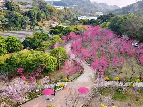 ▲新社櫻花鳥森林是新社區最浪漫花園，佔地8公頃遍植河津櫻、八重櫻與香水櫻等數千株櫻花，現在正是賞櫻好時節。（圖／業者提供）