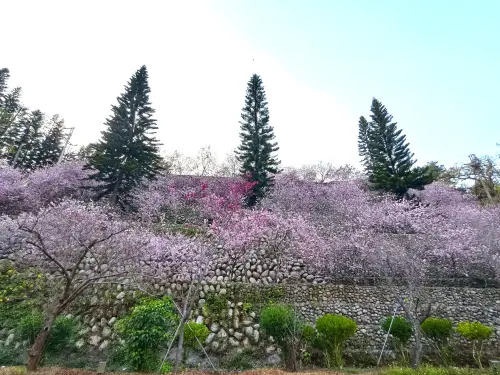 ▲沿著高聳山壁遍植的香水櫻已開花六成，3月進入盛開花季，彷如奔騰而下的櫻花瀑布，美炸了！（圖／業者提供）