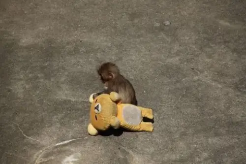 ▲日本千葉縣市川市動植物園的猴子Otome，過去也曾抱著拉拉熊玩偶當成媽媽。（圖／翻攝自@noreut_Ｘ）