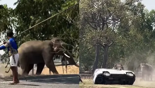 交配遭打斷暴走！泰國公象失控重傷主人　掀翻轎車釀村莊騷動
