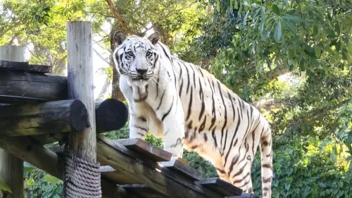 繼非洲象阿里後　壽山動物園白老虎「昭海」19歲高齡圓滿謝幕
