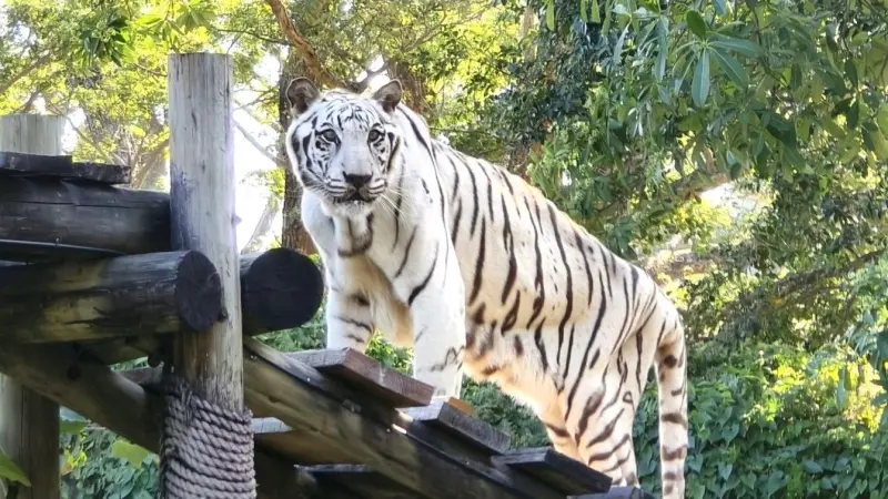 繼非洲象阿里後　壽山動物園白老虎「昭海」19歲高齡圓滿謝幕