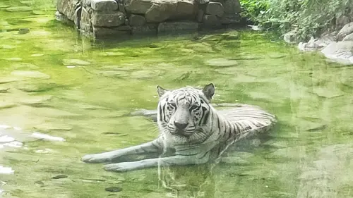 ▲盛夏暑熱泡水中的昭海。（圖／高市府觀光局提供）