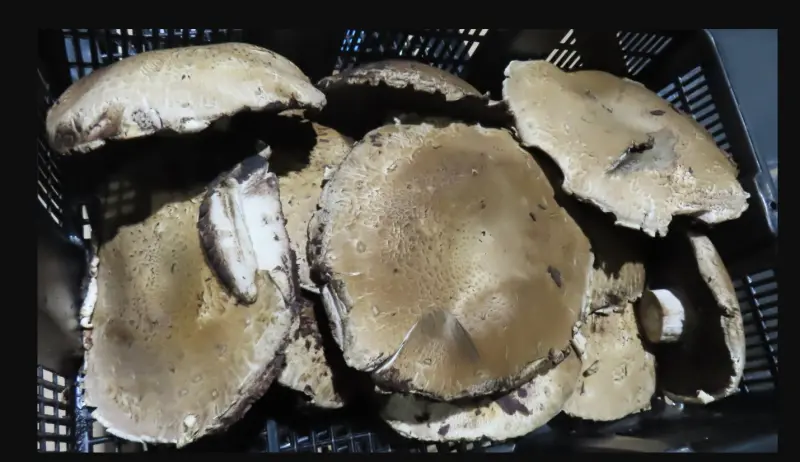 聯馥食品法國波特菇出包!百年製藥廠進口「中國薄荷」農藥超標