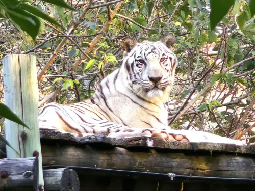 壽山動物園白虎「昭海」離世！高齡19歲已是虎爺爺　萬人不捨道別
