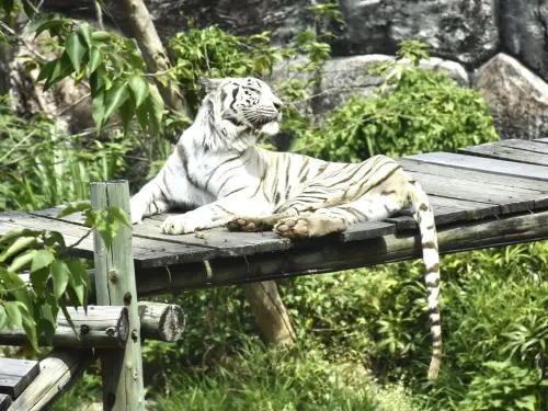 ▲白虎爺爺昭海在壽山動物園待了14年，在近期功德圓滿安詳離世。（圖／壽山動物園kcg.gov.tw）