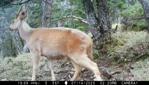 宛如仙俠劇夢幻聖獸！白化水鹿現蹤玉山　麝香貓也跑上高海拔
