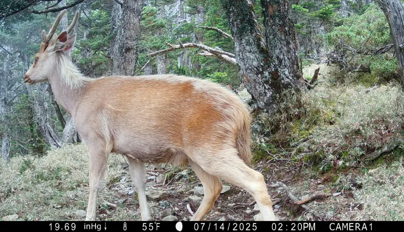 宛如仙俠劇夢幻聖獸！白化水鹿現蹤玉山　麝香貓也跑上高海拔