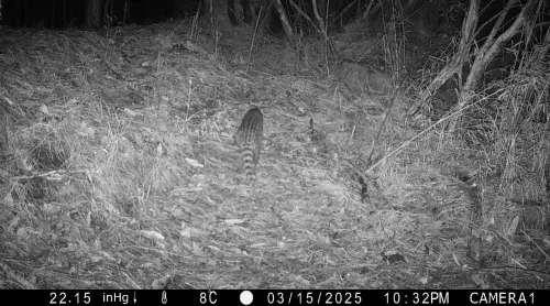 ▲通常在中低海拔活動的麝香貓，出現在2,600公尺的高海拔山林。（圖／玉管處提供，2026.02.24）