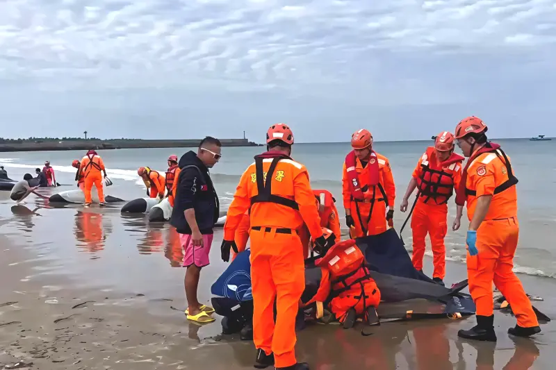 屏東車城沙灘小虎鯨集體擱淺　海巡急搶救