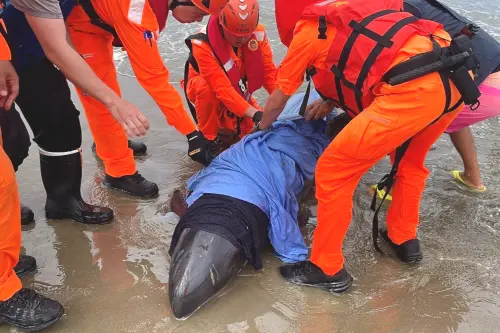 ▲海巡人員依標準程序以濕毛巾包覆並持續澆水保濕，全力搶救仍有生命跡象的小虎鯨。（圖／第六岸巡隊提供）