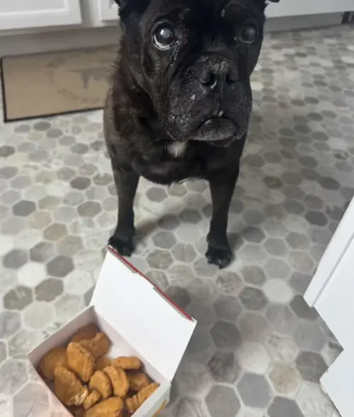 ▲原本病懨懨的貝克，一聞到雞塊與漢堡的香氣後，立馬恢復精神大口吃光所有食物，甚至連藥也一起吞下去了。隔天起床，狗狗還恢復精神，眼裡全是光。（圖／TikTok@tinybeaker）