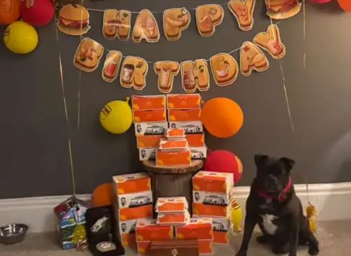 ▲貝克在今年一月還過了超浮誇的「麥當勞主題」17歲生日派對，精神復原到就連獸醫也感到十分震驚。（圖／TikTok@tinybeaker）