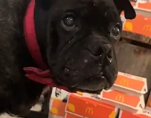 癌末汪被宣判「活不過2天」！竟靠麥當勞續命7個月　連獸醫也震驚