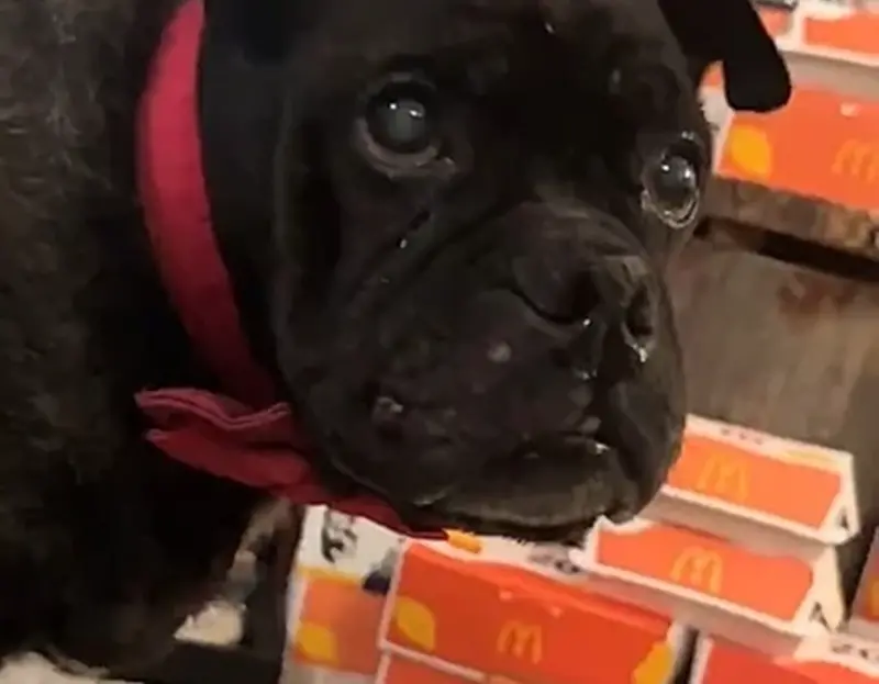 癌末汪被宣判「活不過2天」！竟靠麥當勞續命7個月　連獸醫也震驚