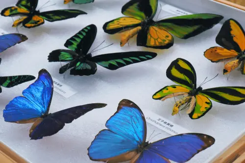 ▲科博館致力於打破物理限制，讓待在庫房的奇珍標本不再遙不可及，圖為消失百年的「台灣雲豹」。（圖／科博館提供）