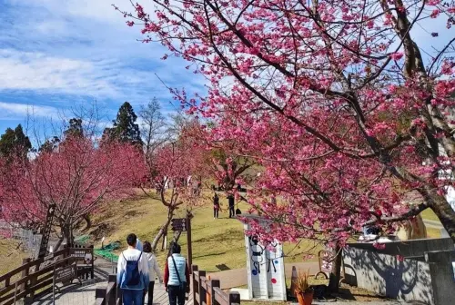 台灣最強農場出爐了！年吸67萬人輾壓初鹿、埔心　228連假衝賞櫻