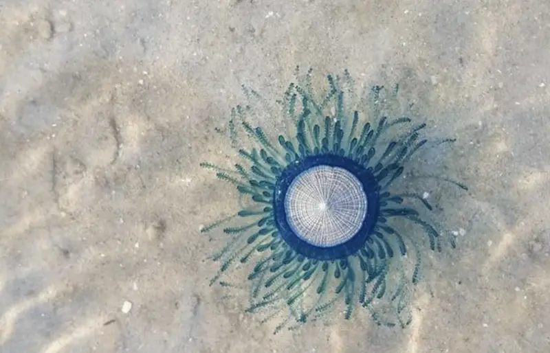 別亂撿藍色圓盤！泰國斯米蘭發布生物警報　觸碰恐引發灼熱紅腫