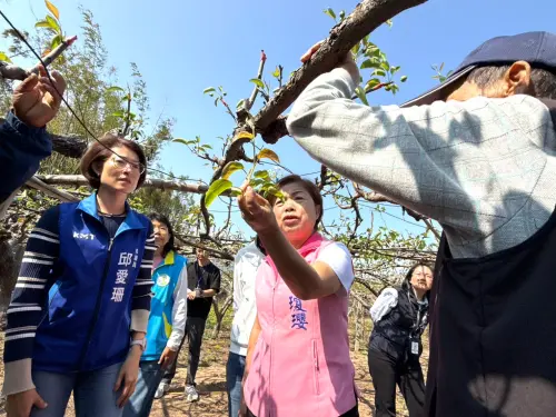 寒旱夾擊果農欲哭無淚　楊瓊瓔爭取救助金