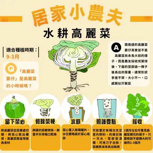 ▲新北市農業局曾在臉書粉專分享「高麗菜水耕種植法」，特別適合秋冬（9月至隔年3月）操作，可讓菜心重新長成植株。（圖／翻攝自臉書粉專「新北市農業局-稼日蒔光」）