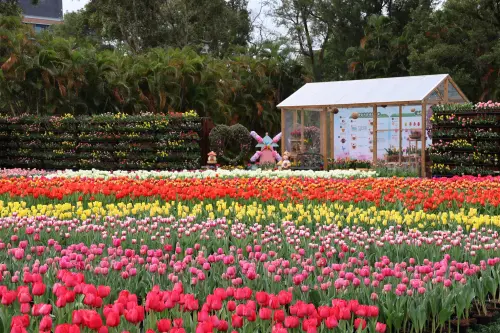 228連假看「士林官邸鬱金香展」！11萬株、門票、亮點、交通一覽
