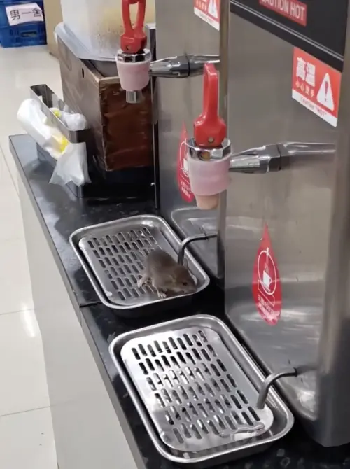 台大全家超商老鼠爬開水機！眾笑「爬熱水機洗澡」　他揭致命隱憂